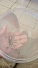 Portacosa cinerea