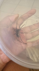 Portacosa cinerea