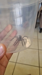 Portacosa cinerea