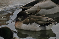Anas platyrhynchos × Netta rufina