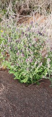 Pterocaulon serrulatum
