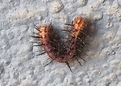Acraea terpsicore