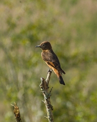Hirundinea ferruginea