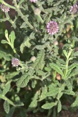 Pterocaulon serrulatum