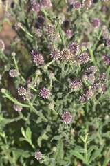 Pterocaulon serrulatum