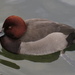 Common Pochard × Ferruginous Duck - Photo (c) Егор, some rights reserved (CC BY-NC), uploaded by Егор