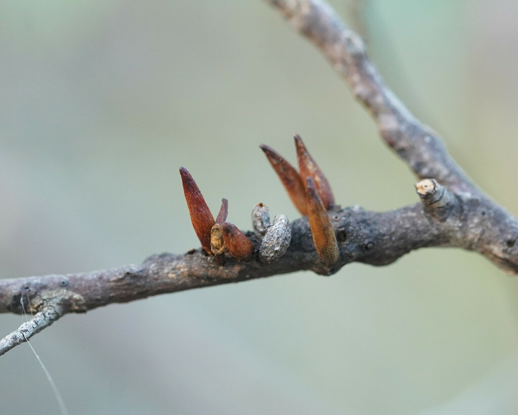 Winged and Once-winged Insects from S. Grampians Bal, Victoria ...