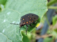 Solenosthedium chinense
