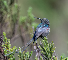 Nectarinia johnstoni