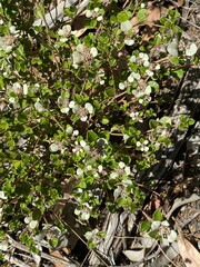 Spyridium thymifolium