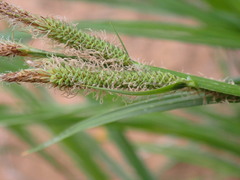 Carex aquatilis