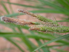 Carex aquatilis