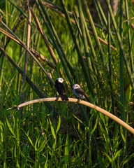 Arundinicola leucocephala