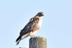 Buteo japonicus