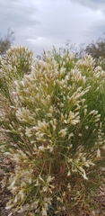 Baccharis sarothroides