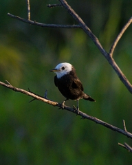 Arundinicola leucocephala