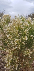 Baccharis sarothroides