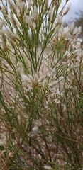 Baccharis sarothroides