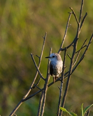 Arundinicola leucocephala
