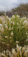 Baccharis sarothroides