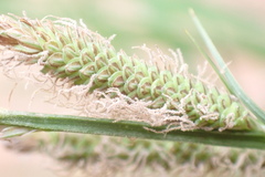 Carex aquatilis
