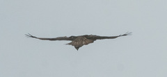 Buteo oreophilus