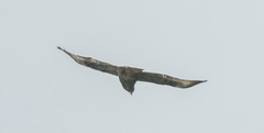 Buteo oreophilus