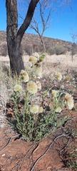 Ptilotus clementii