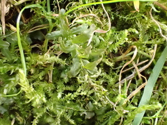 Plagiomnium undulatum