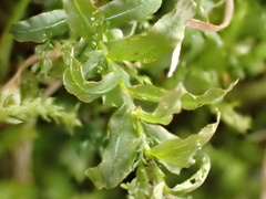 Plagiomnium undulatum