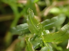 Plagiomnium undulatum