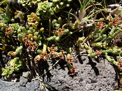 Kelleria dieffenbachii