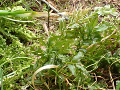 Plagiomnium undulatum