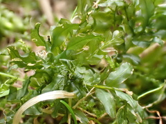 Plagiomnium undulatum