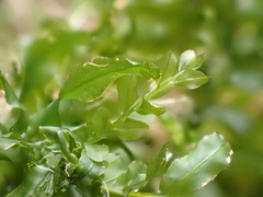 Plagiomnium undulatum