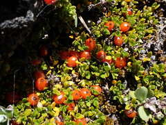Coprosma perpusilla