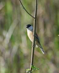 Sporophila pileata
