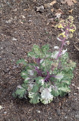 Brassica oleracea acephala