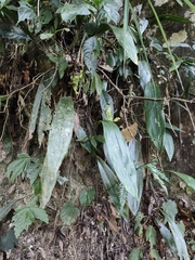 Aspidistra mushaensis