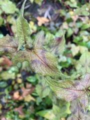Persicaria biconvexa