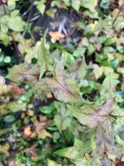 Persicaria biconvexa