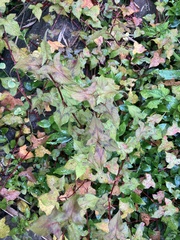 Persicaria biconvexa