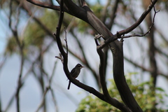 Melithreptus validirostris