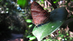 Saribia