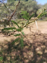 Vachellia xanthophloea
