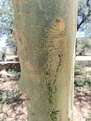 Vachellia xanthophloea