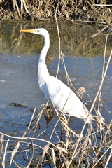 Ardea alba