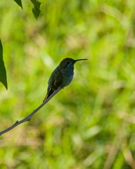 Colibri serrirostris