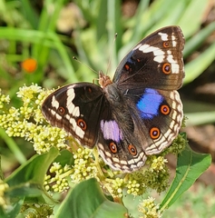 Junonia oenone
