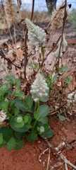 Ptilotus nobilis